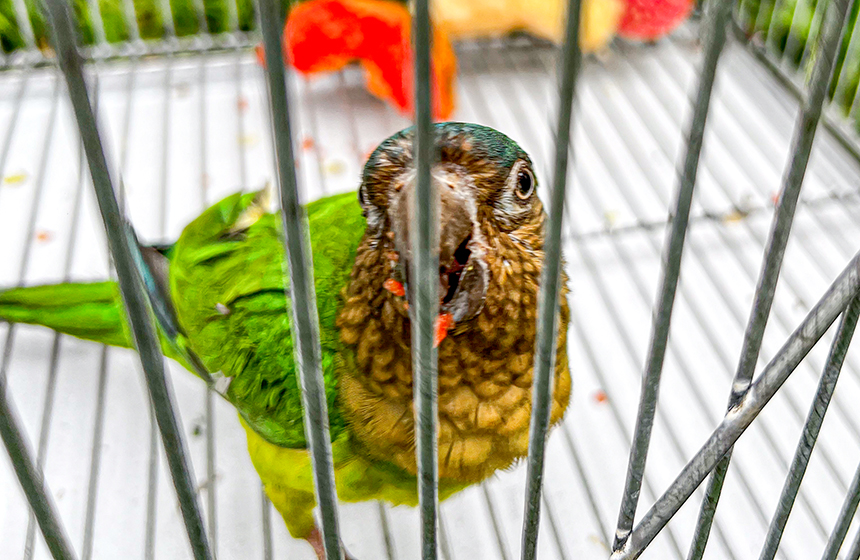   CDMB y Policía Nacional recuperan 55 aves silvestres víctimas del tráfico ilegal en Bucaramanga