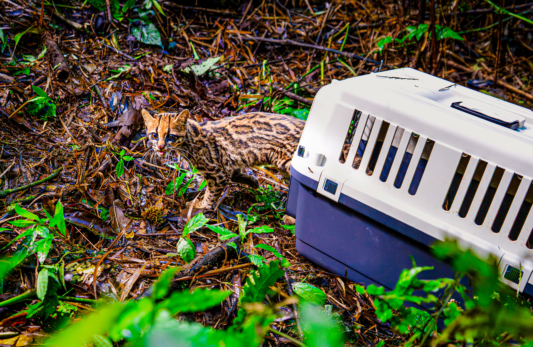 CDMB realiza liberación masiva de fauna silvestre: 270 animales regresan a la libertad