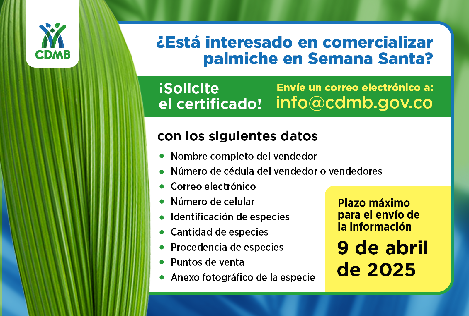  CDMB intensifica controles para proteger la Palma de Cera: prohibición absoluta de comercialización en Semana Santa