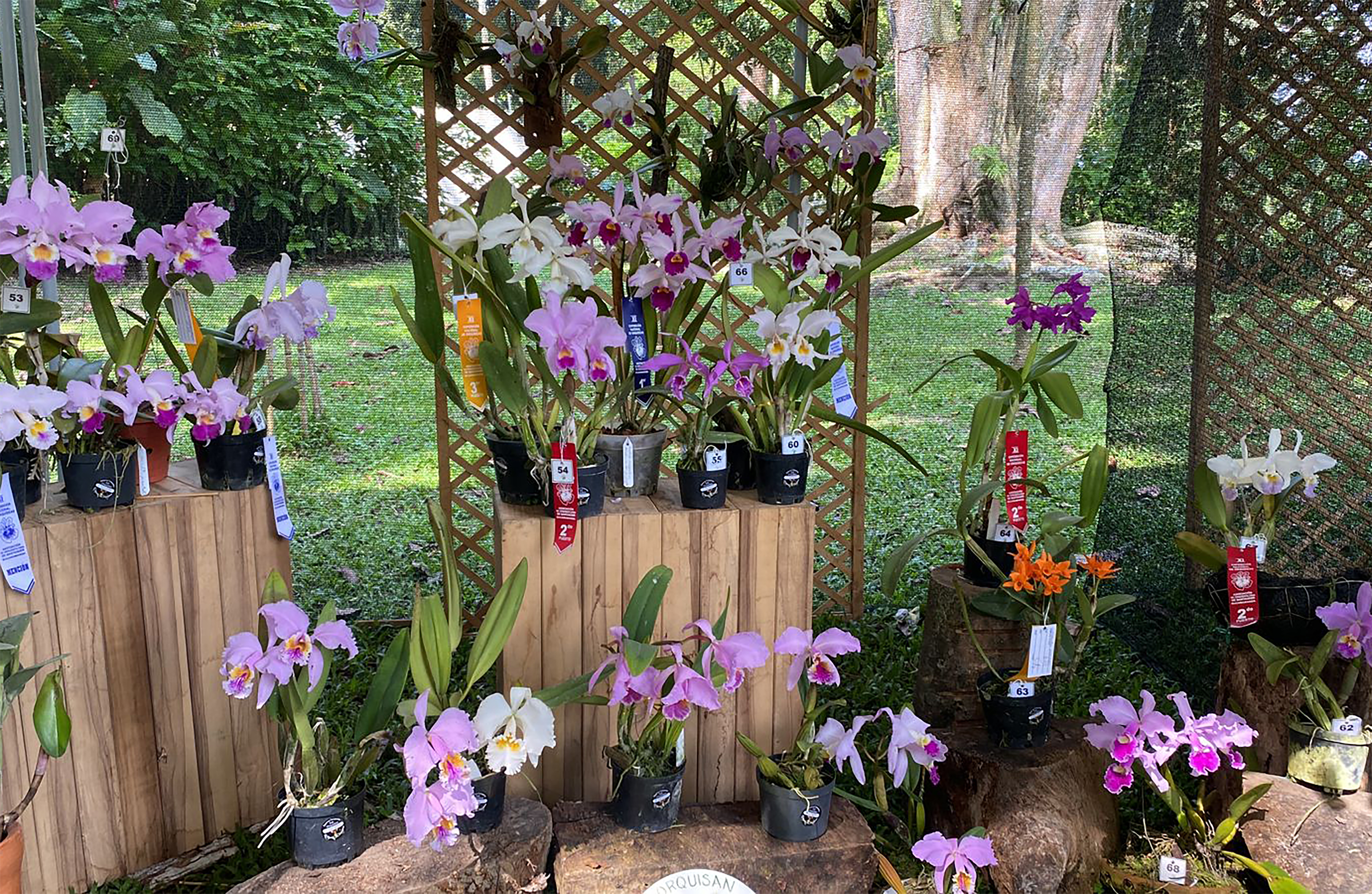 Inicia la Exposición Nacional de Orquídeas en el jardín botánico Eloy Valenzuela