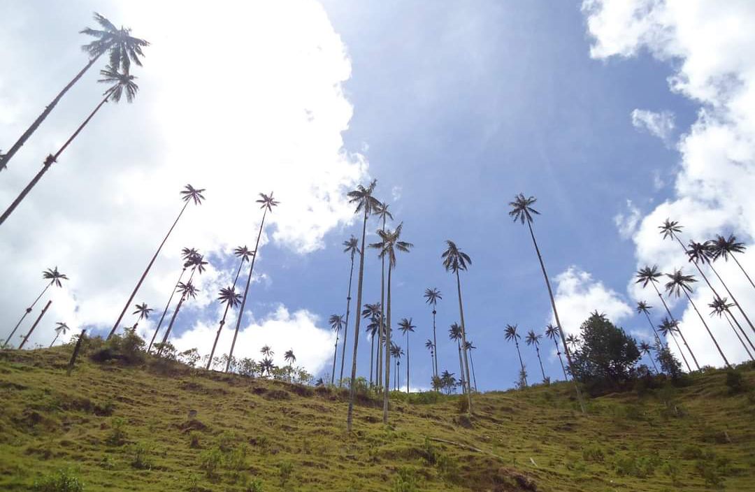 Se mantiene la prohibición para comercializar especies vegetales en veda en esta Semana Santa