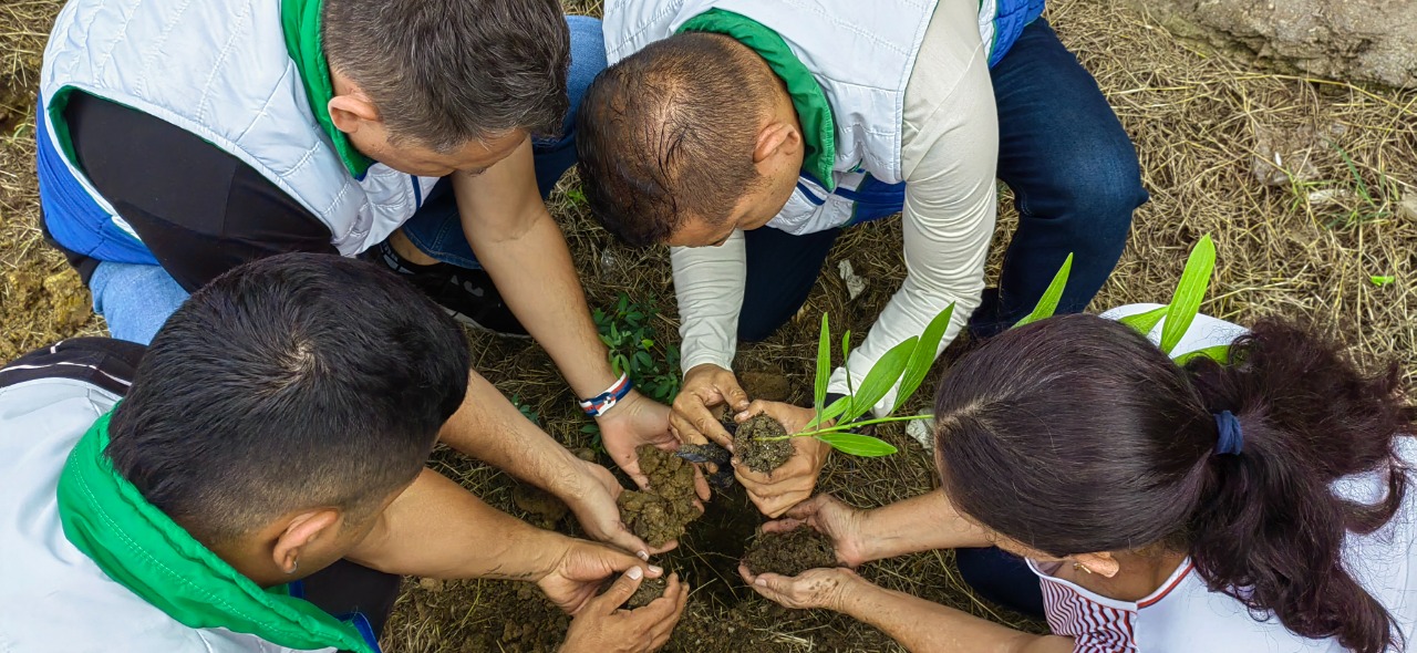 ¡Cumplida la meta! La CDMB plantó más 700 mil árboles para el programa nacional Sembrar Nos Une