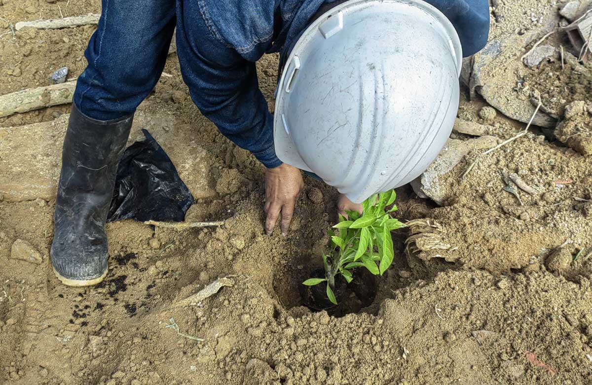 La CDMB inició la restauración forestal del predio en el Parque Regional La Judía