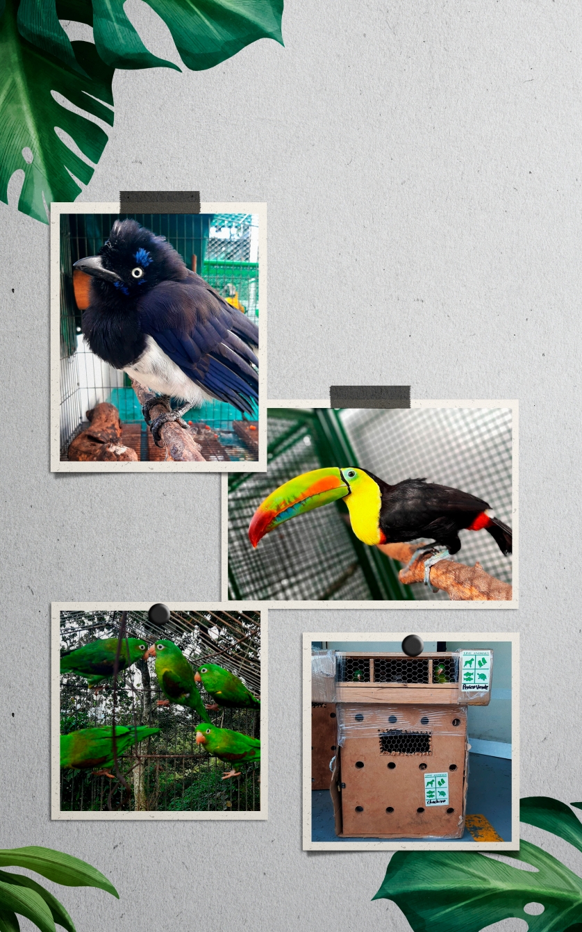 La CDMB Traslada Ocho Animales A La Puerta De Oro De Colombia