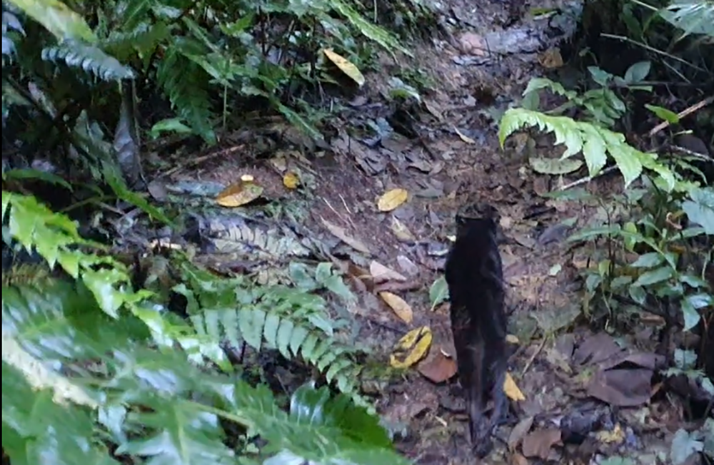 Tigrillo lanudo con una extraña pigmentación en su piel abrazó la libertad 