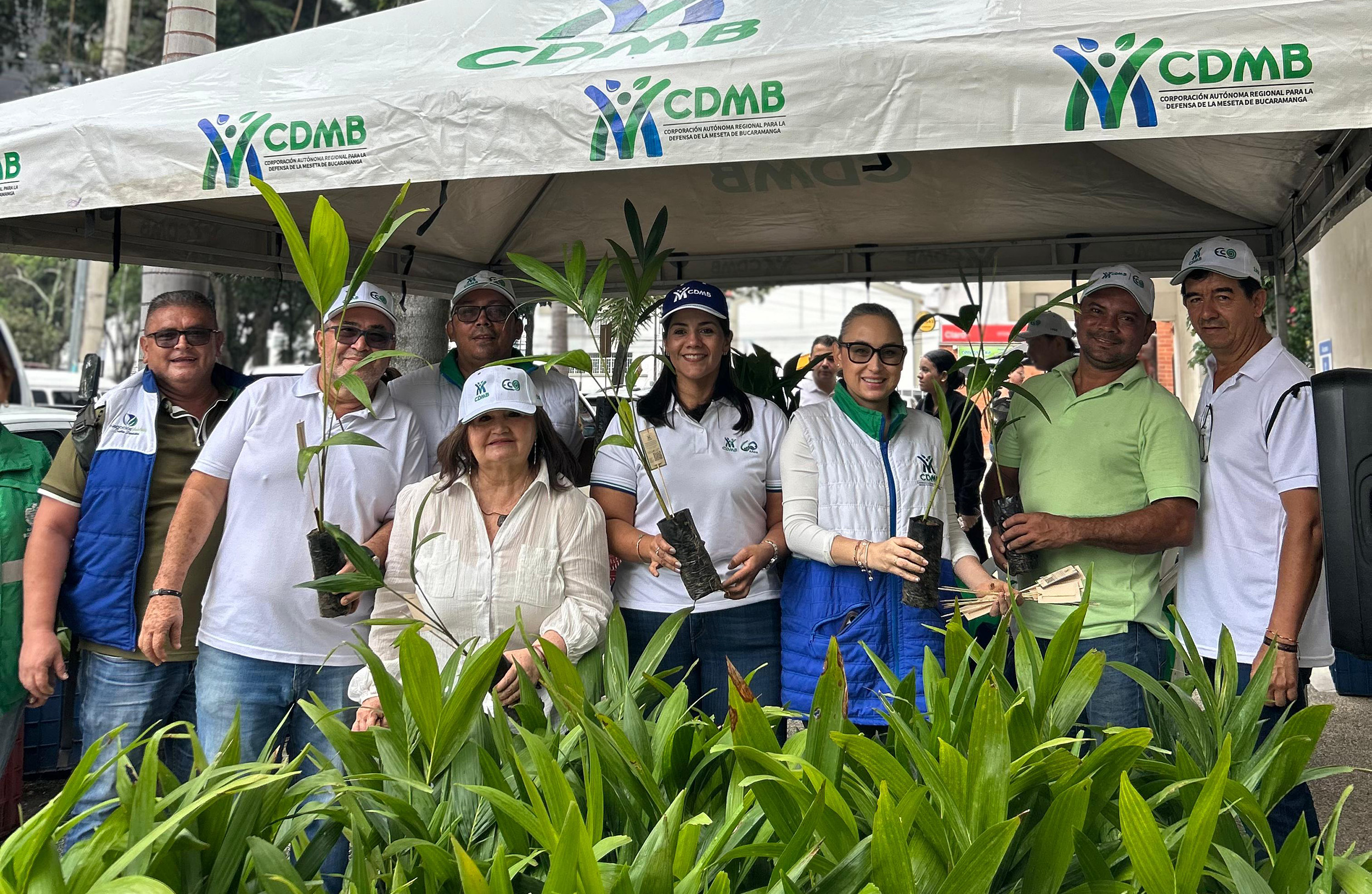 CDMB entregó 35.000 plántulas de areca y manila para proteger la palma de cera en Semana Santa