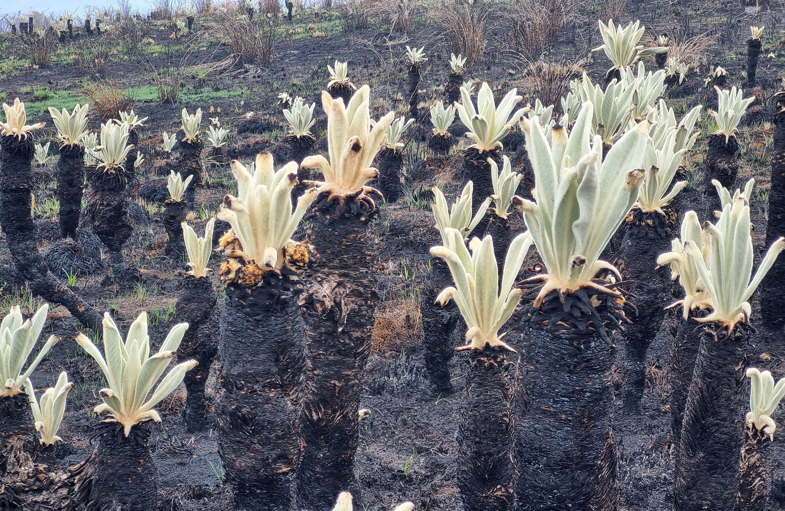 Paso a paso para la recuperación de 317 hectáreas afectadas por el fuego en el páramo de Berlín