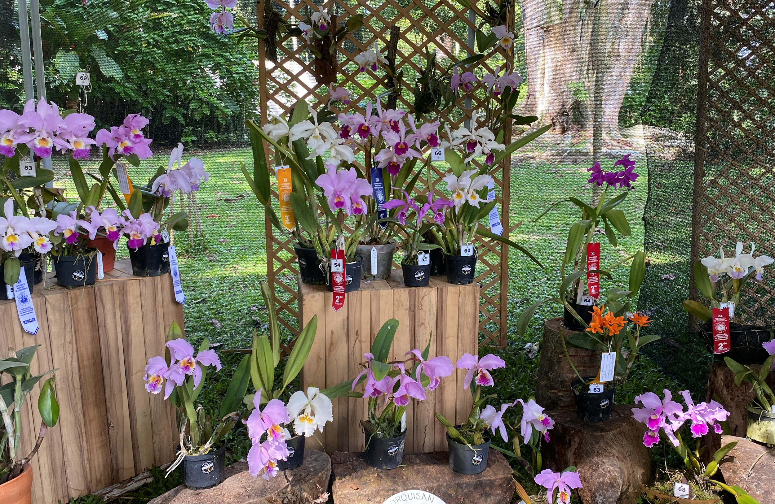 CDMB y Asociación de Orquideología de Santander presentan la 13ª Exposición Nacional de Orquídeas