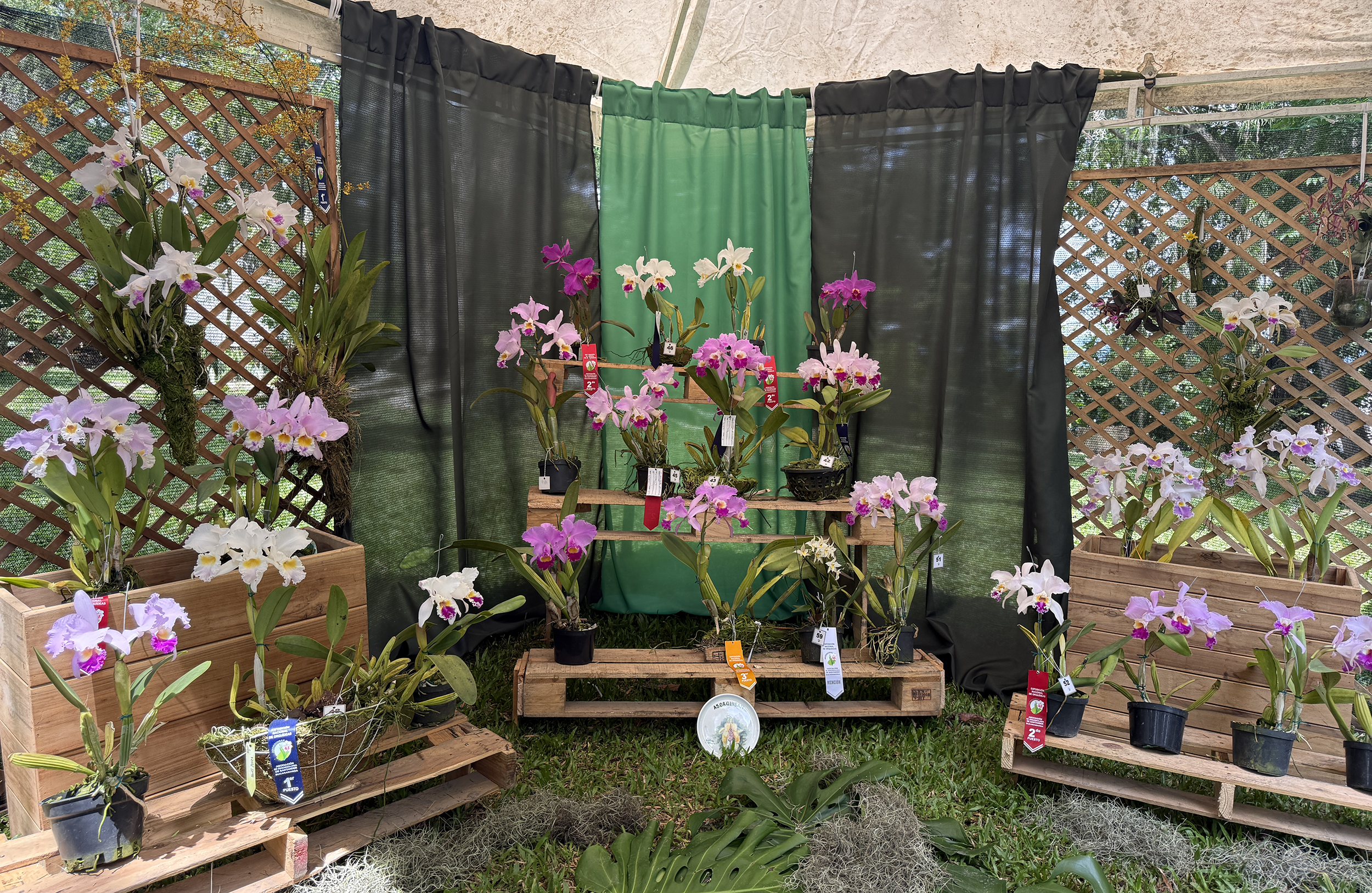 CDMB y Asorquisan destacan importancia ecológica de las orquídeas en exitosa exposición 2025