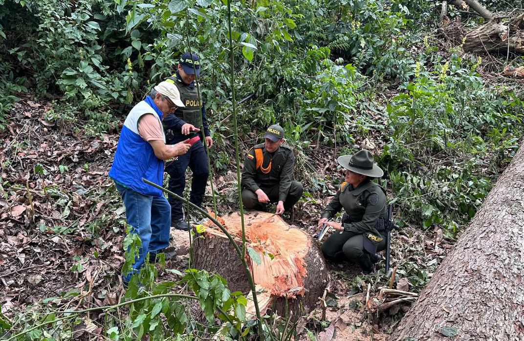 Operativos de tráfico ilegal de madera deja como resultado la captura de 21 personas