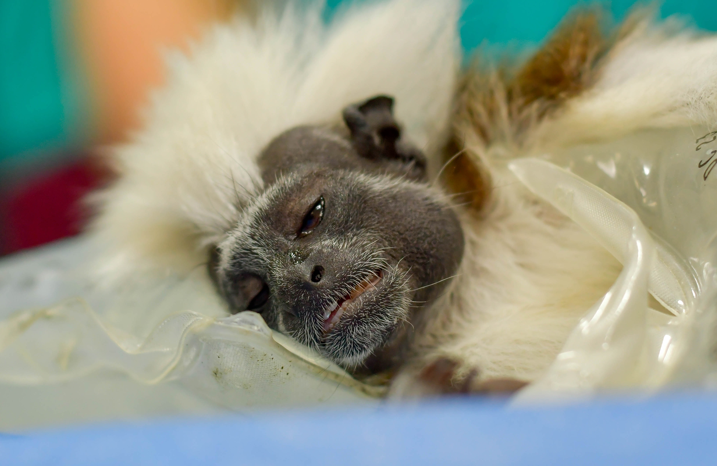 Un grito de dolor en la Naturaleza: La crueldad humana condena a una tití cabeciblanca