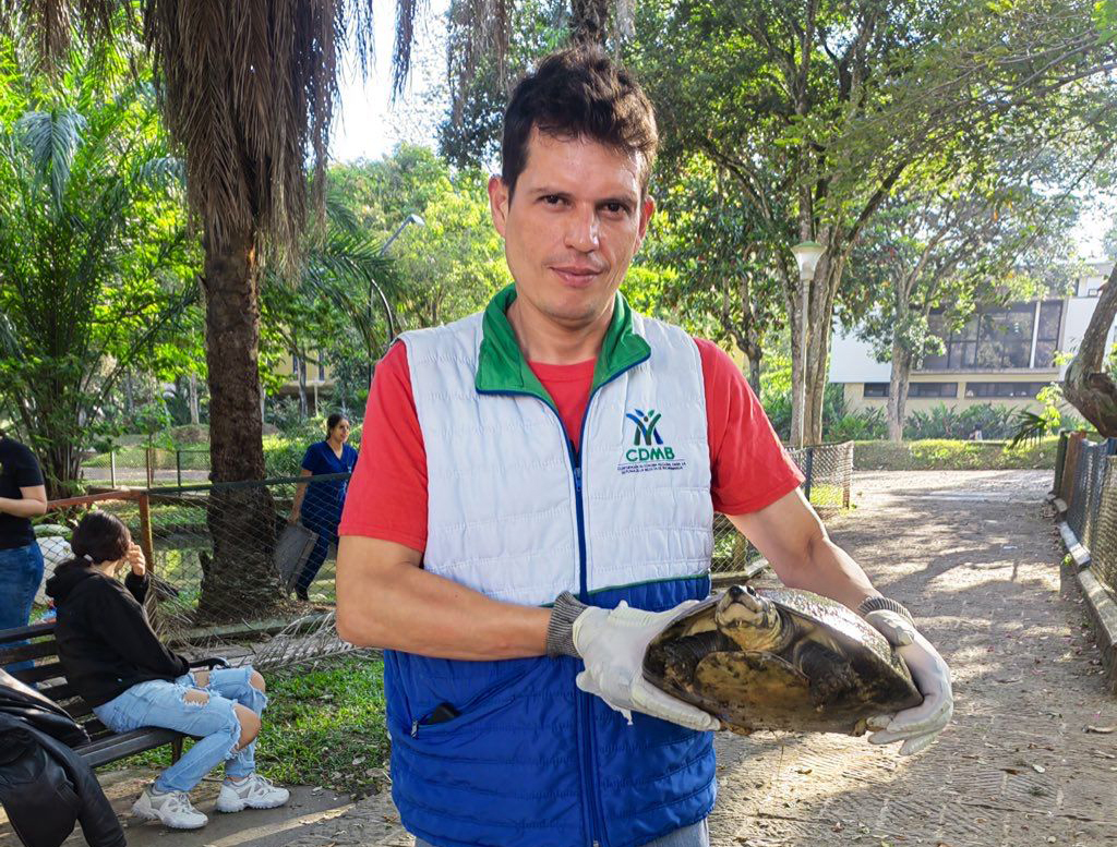 Con la recuperación de 26 ejemplares, la CDMB avanza en la extracción de tortugas del lago de la UIS